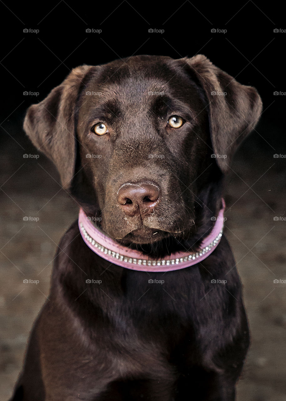 Brown Labrador retriever with beautiful light eyes portrayed with pink dog collar 