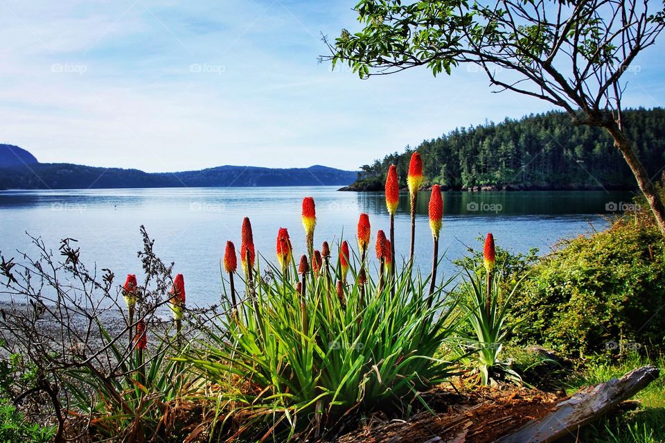 Red hot pokers by the sea