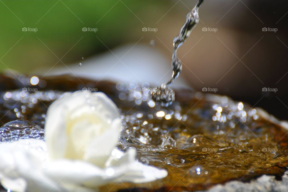 Floating white rose