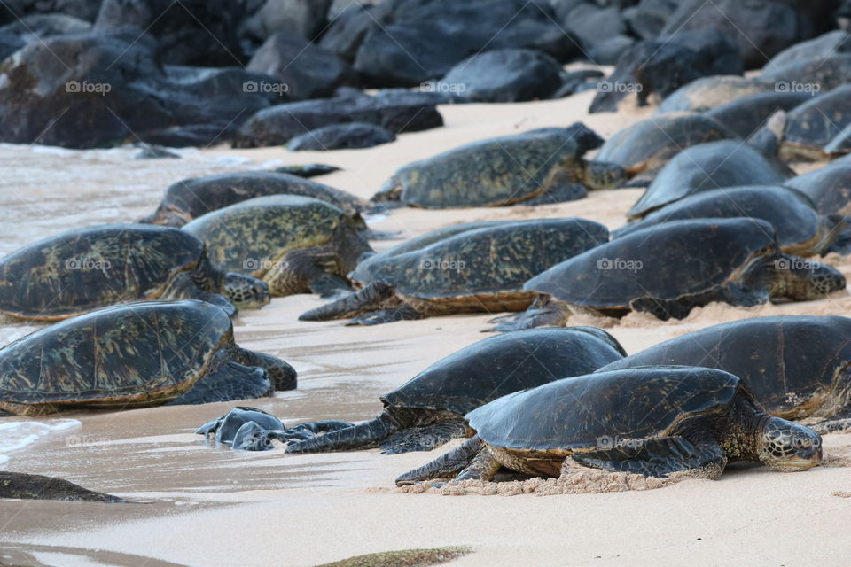 Every day on dusk the big sea turtle leaves the ocean and sleeps on the sand .. I was passing by  and from the distance it seemed as rocks are moving  . What an amazing moment to see where the turtles are sleeping 