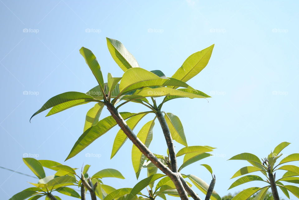 Green leave when morning with blue sky