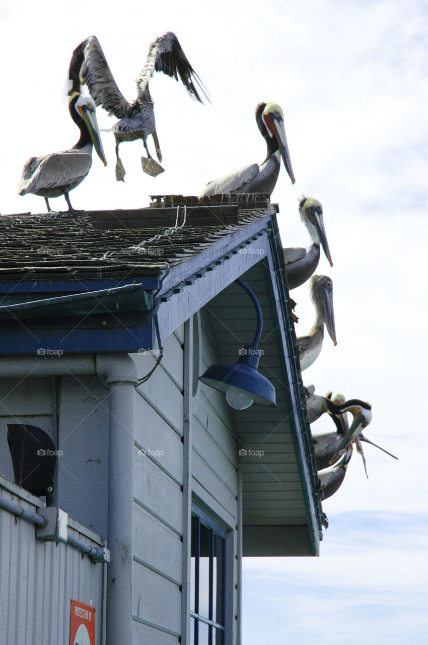 Pelicans enjoying an afternoon on the Santa Barbara pier.