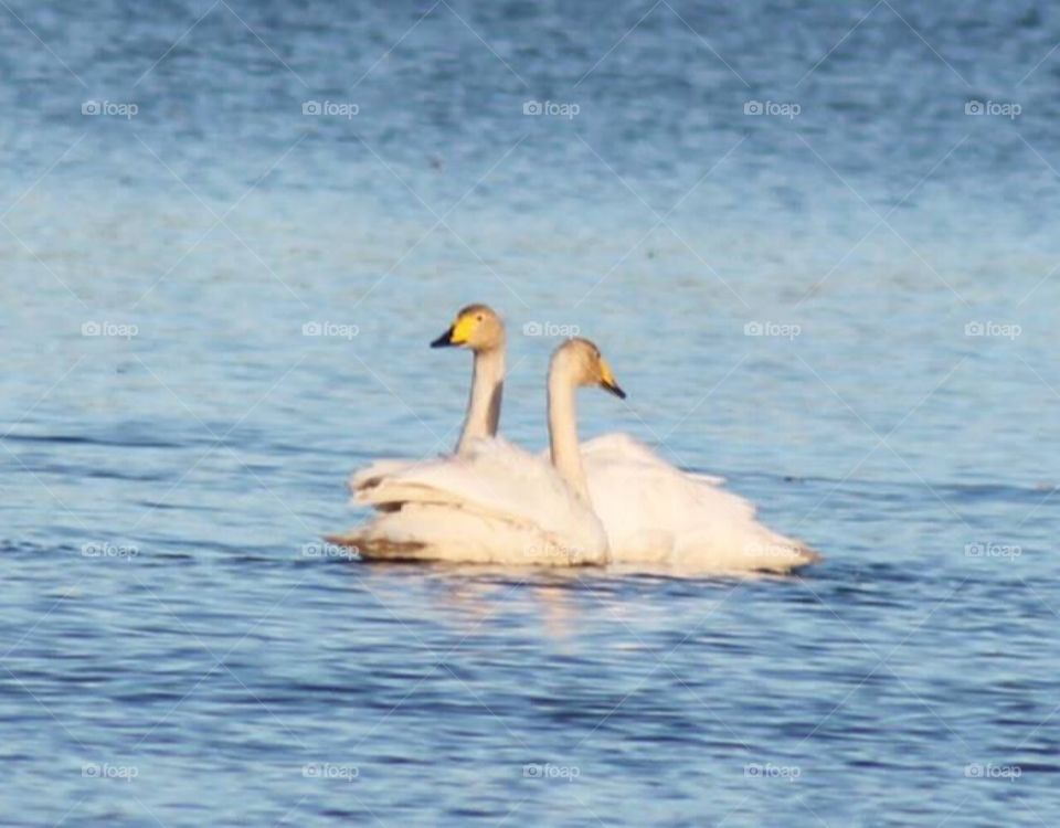 Loveones, swans, lake, nature, love, blue lake, Finland, Finnish, swan , two