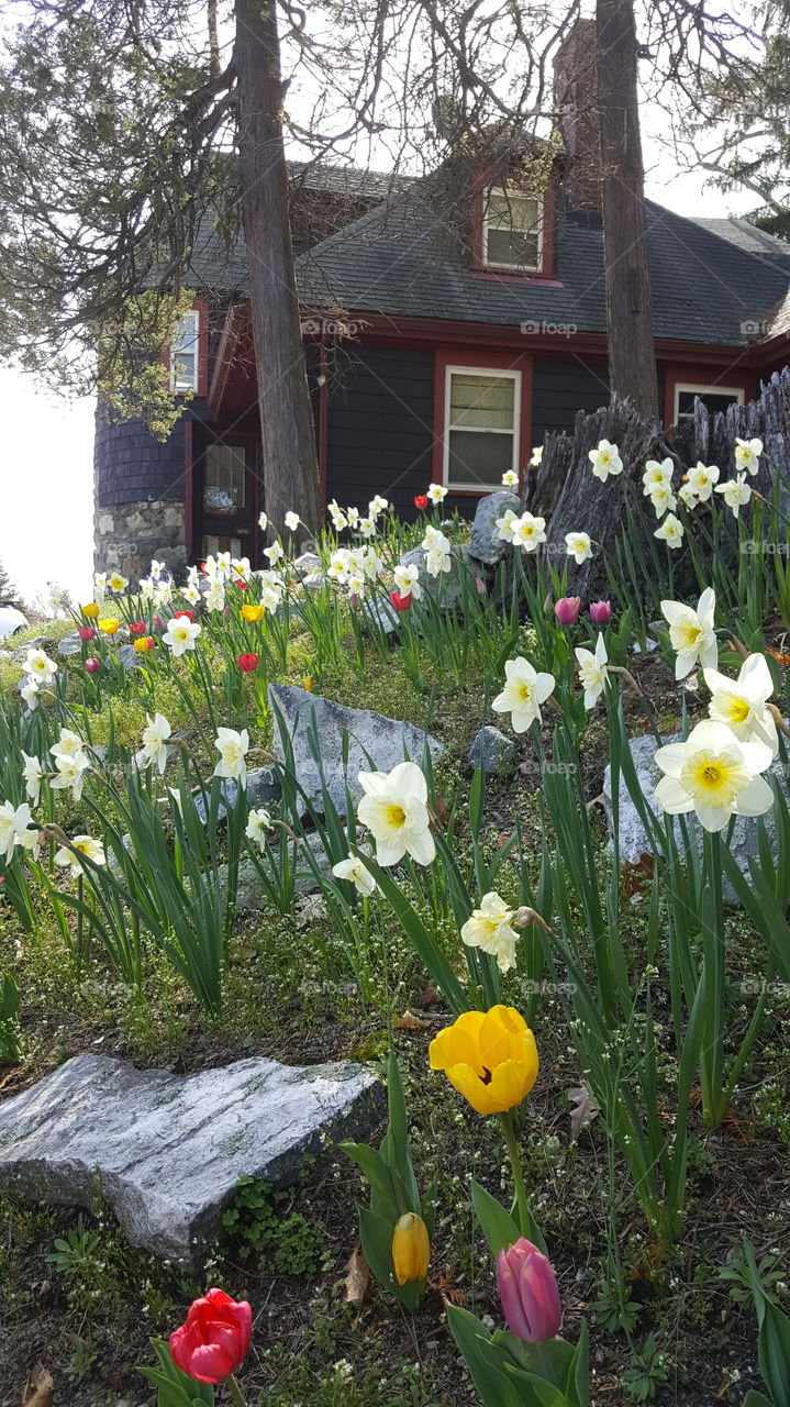 Flower, Garden, No Person, Nature, Flora
