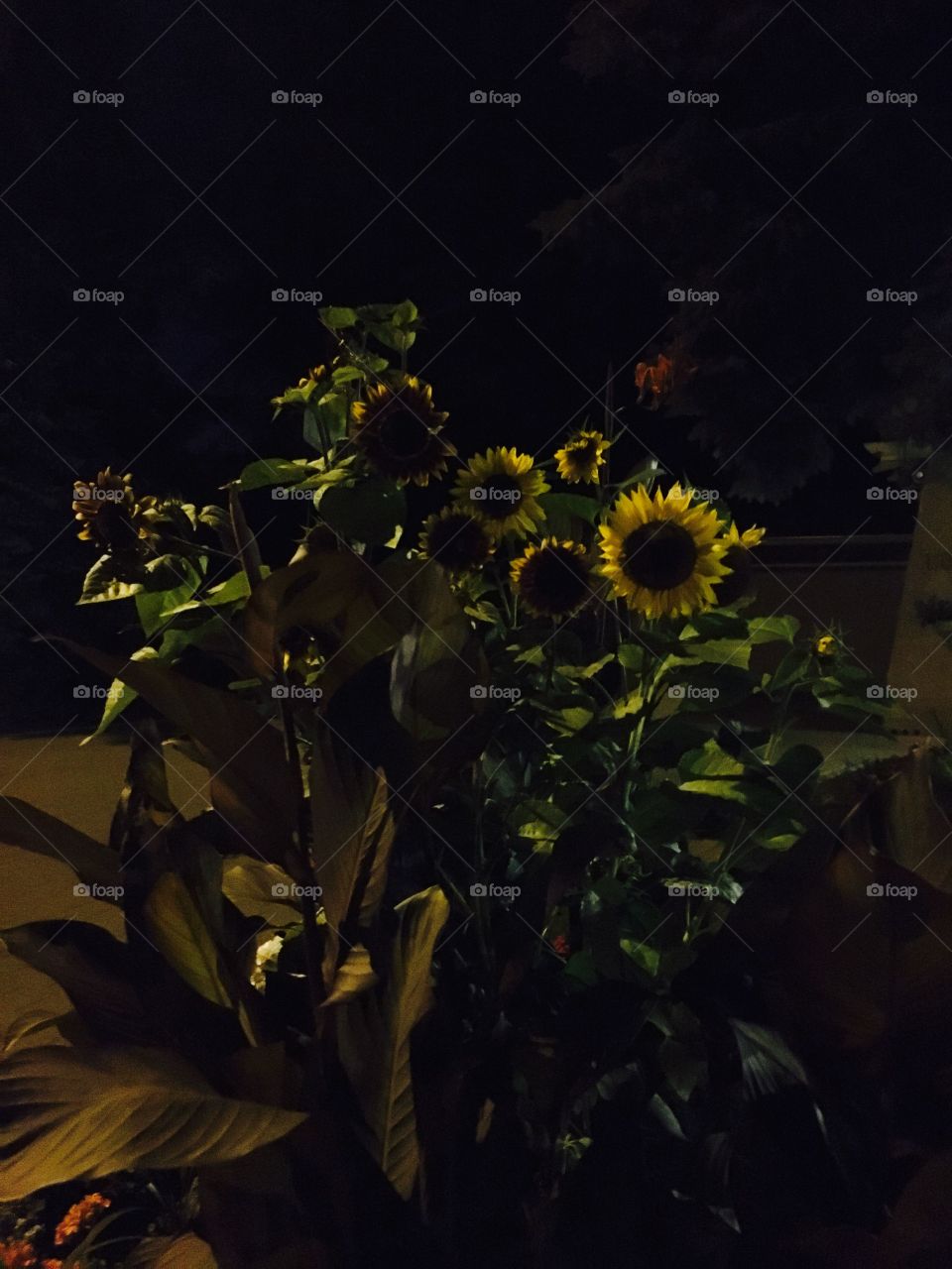 Sun flowers in the darkness of the night 