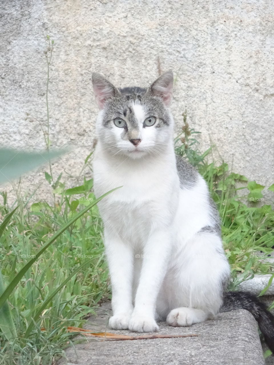 cat in Calabria