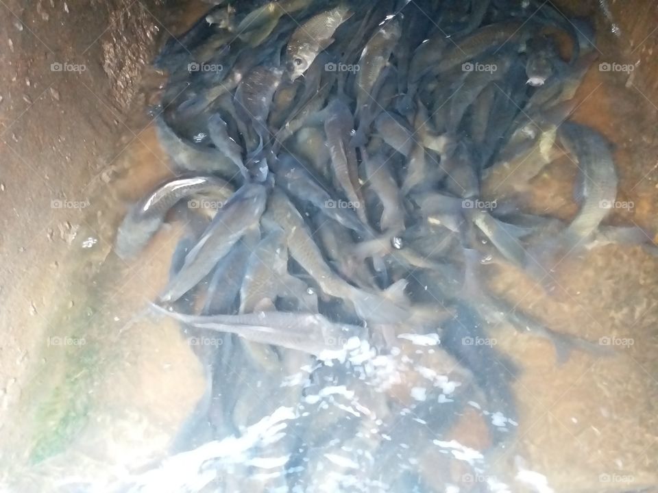 Indian Fishes