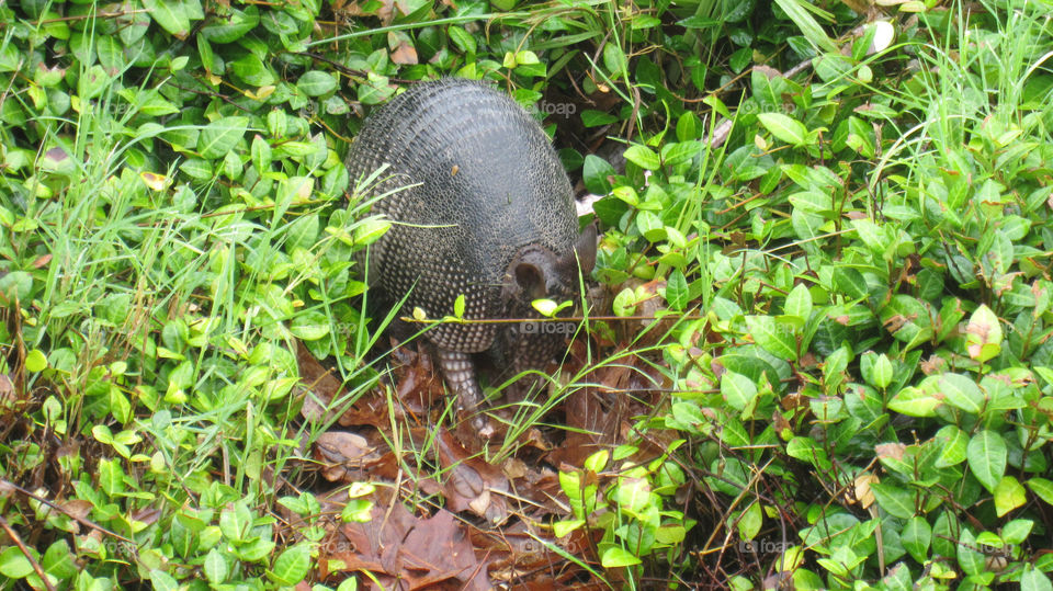armadillo hiding swamp louisiana by brandongrif