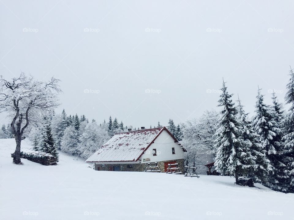 House and evergreen trees covered in snow