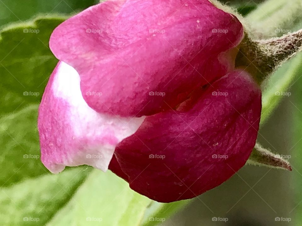 Bud/bloom/apple flower