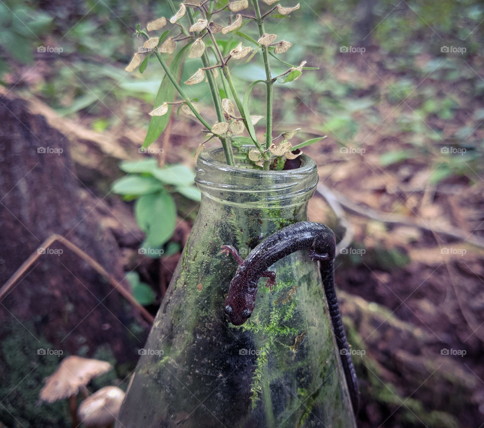 salamander on a bottle