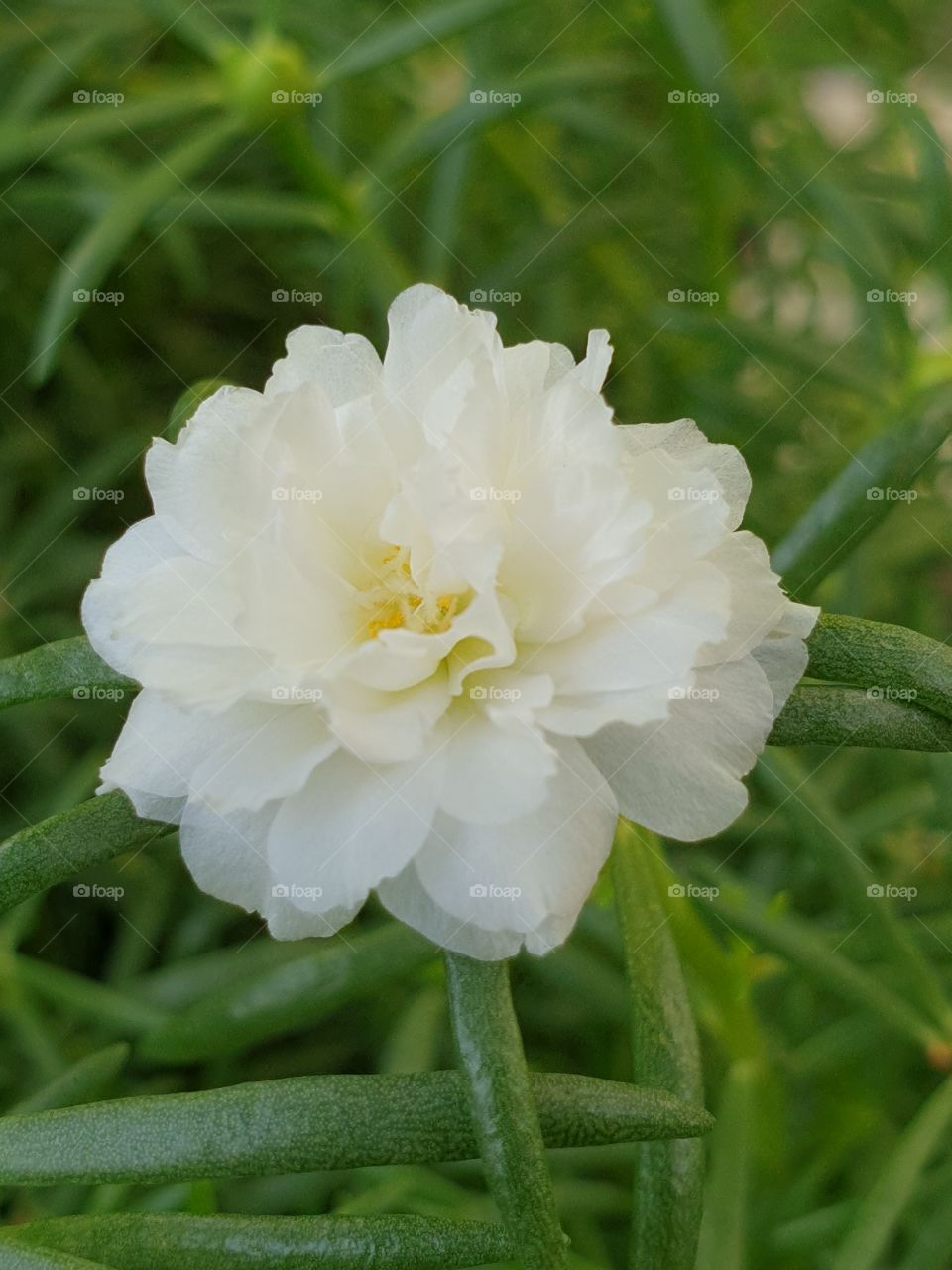 the portulaca grandiflora