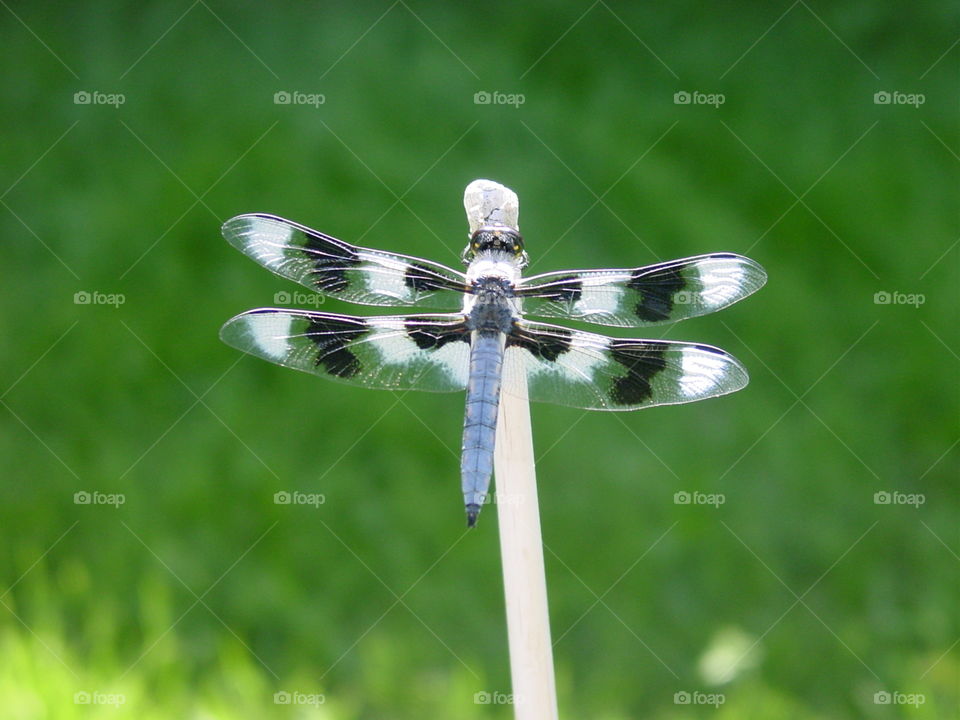 Dragonfly