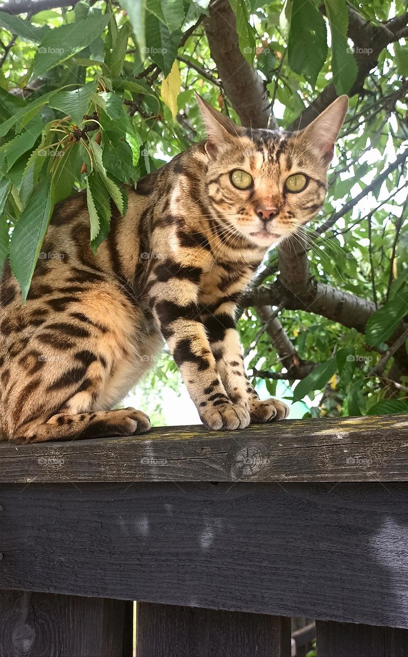 cat beautiful portrait sitting on a wooden fence summer time street view