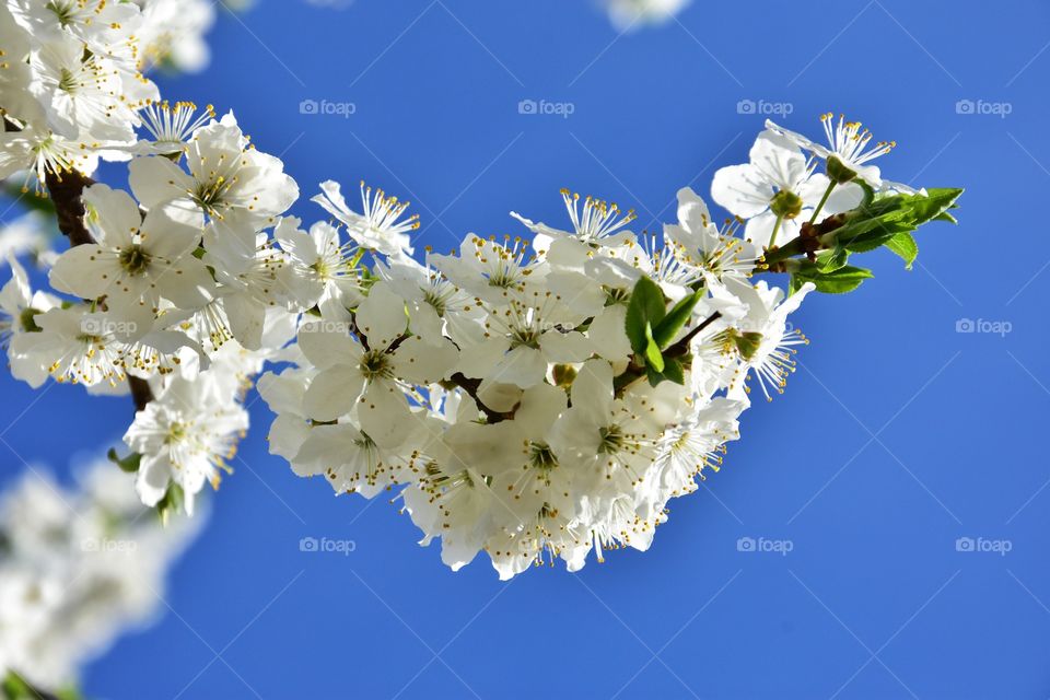 white blooming tree branch on blue sky background