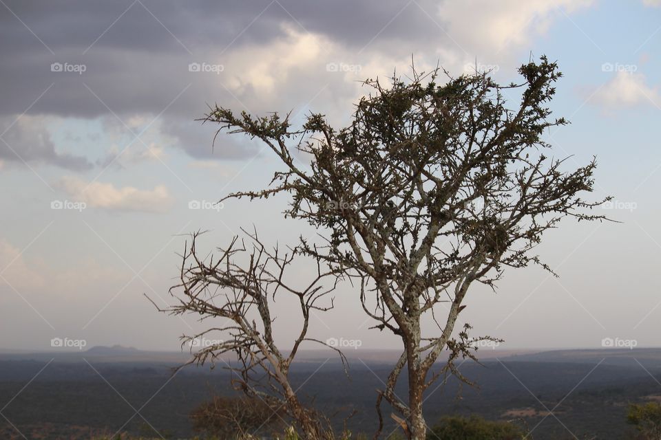 Trees against the horizon in African Serengeti.