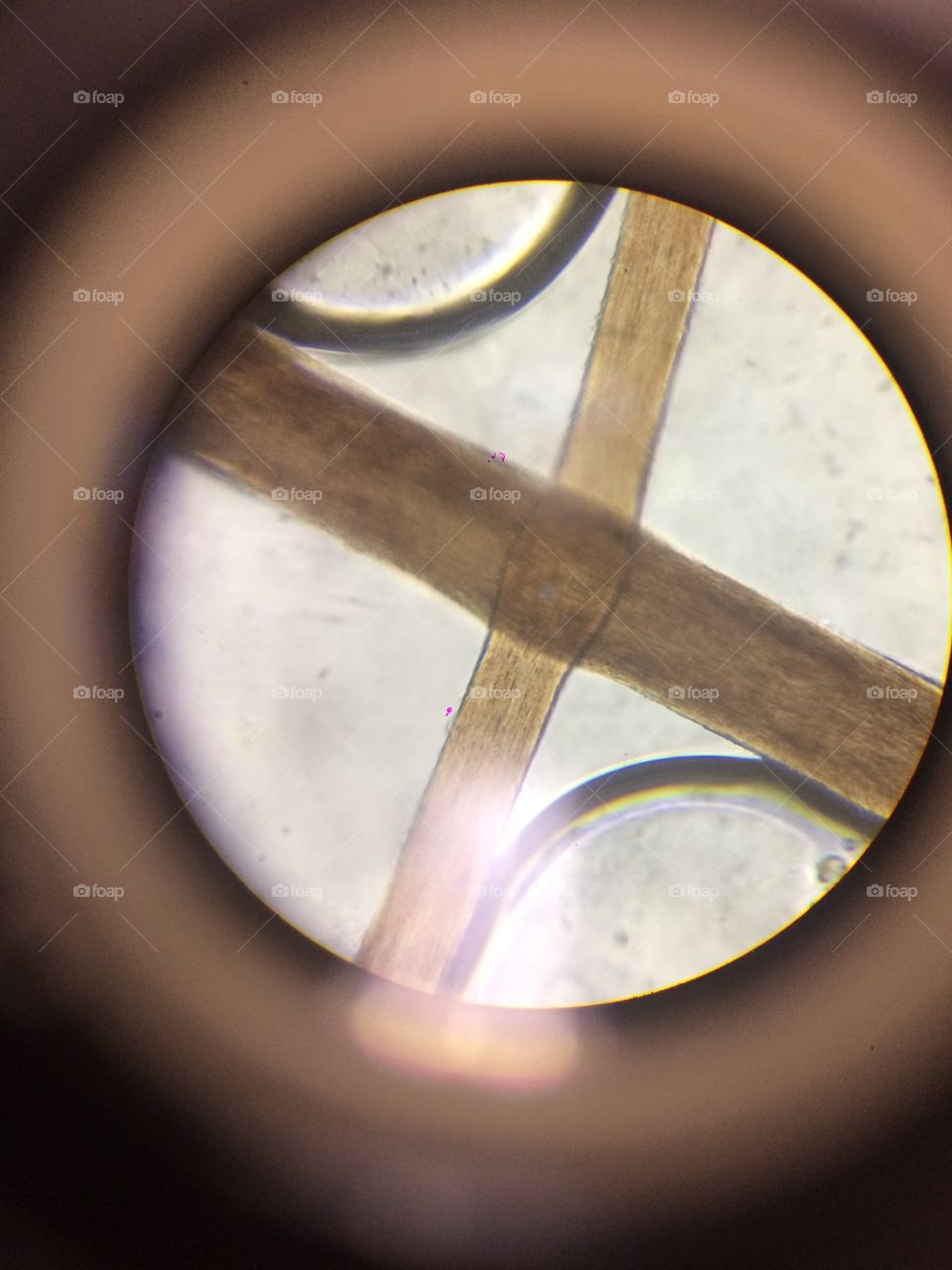 Medulla analysis under microscope in a science lab