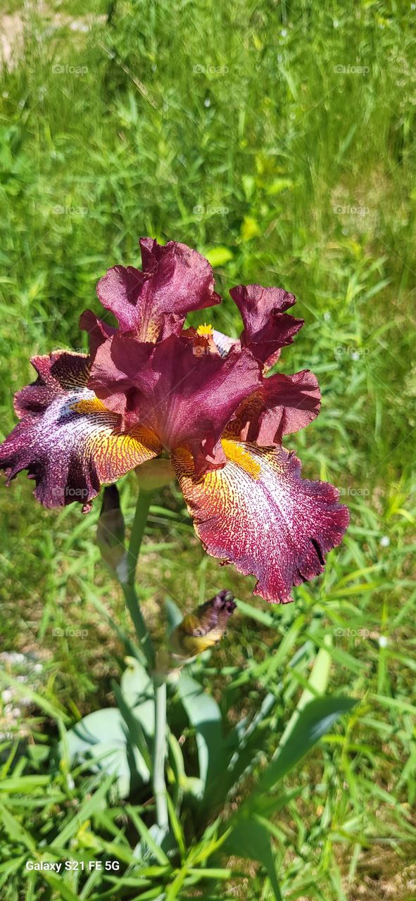 irises