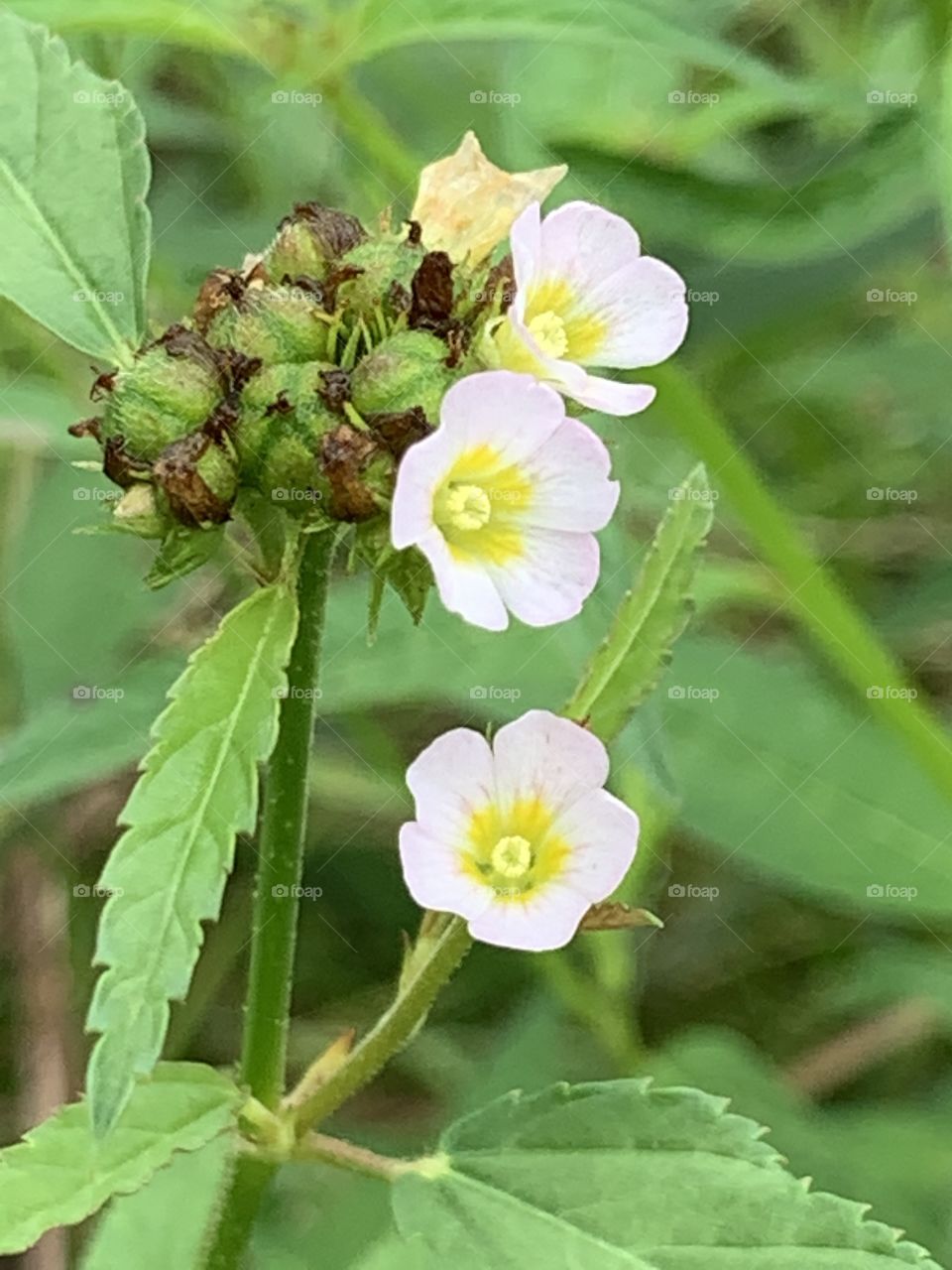 Plants around everywhere, Countryside (Thailand)