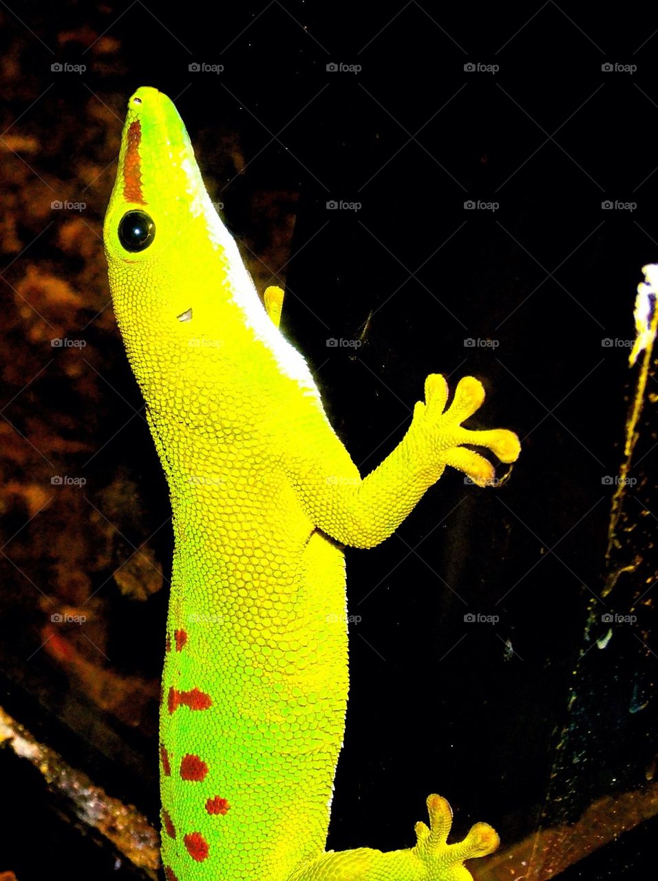 Yellow Gecko