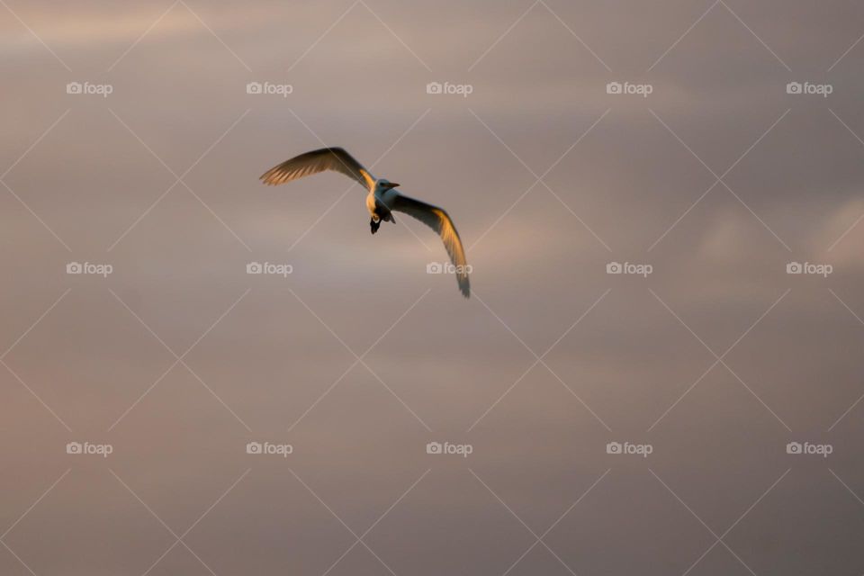Bird flying at dawn