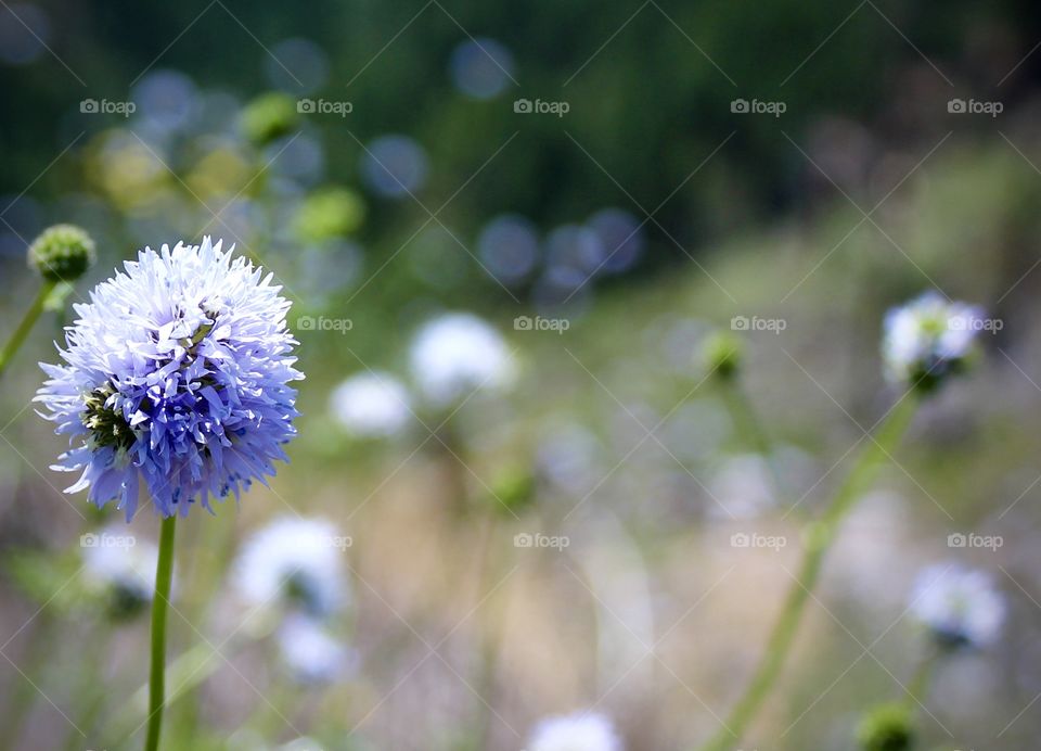 Just a Puffball