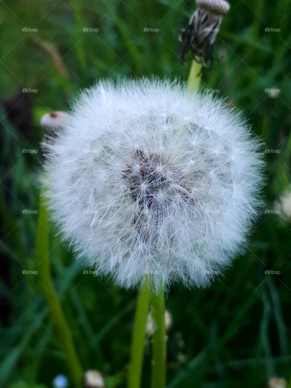 seconf dandelion face