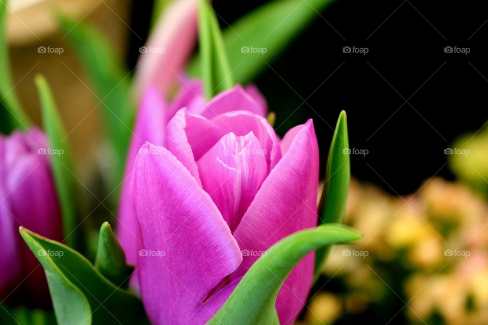 Prefect pink tulips