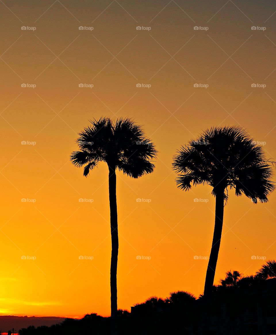 
Deep Orange  and yellow Sunset Silhouette Tall Palm Trees. Sunset was descending below the horizon