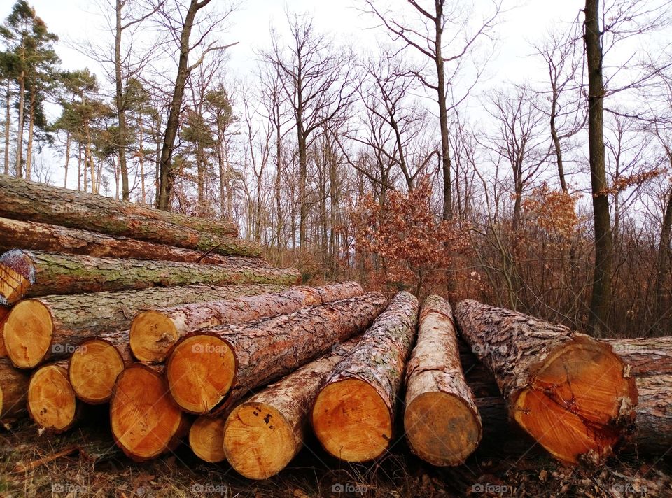 Ancora tronchi di albero