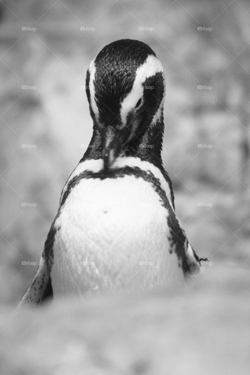 Close-up of penguin