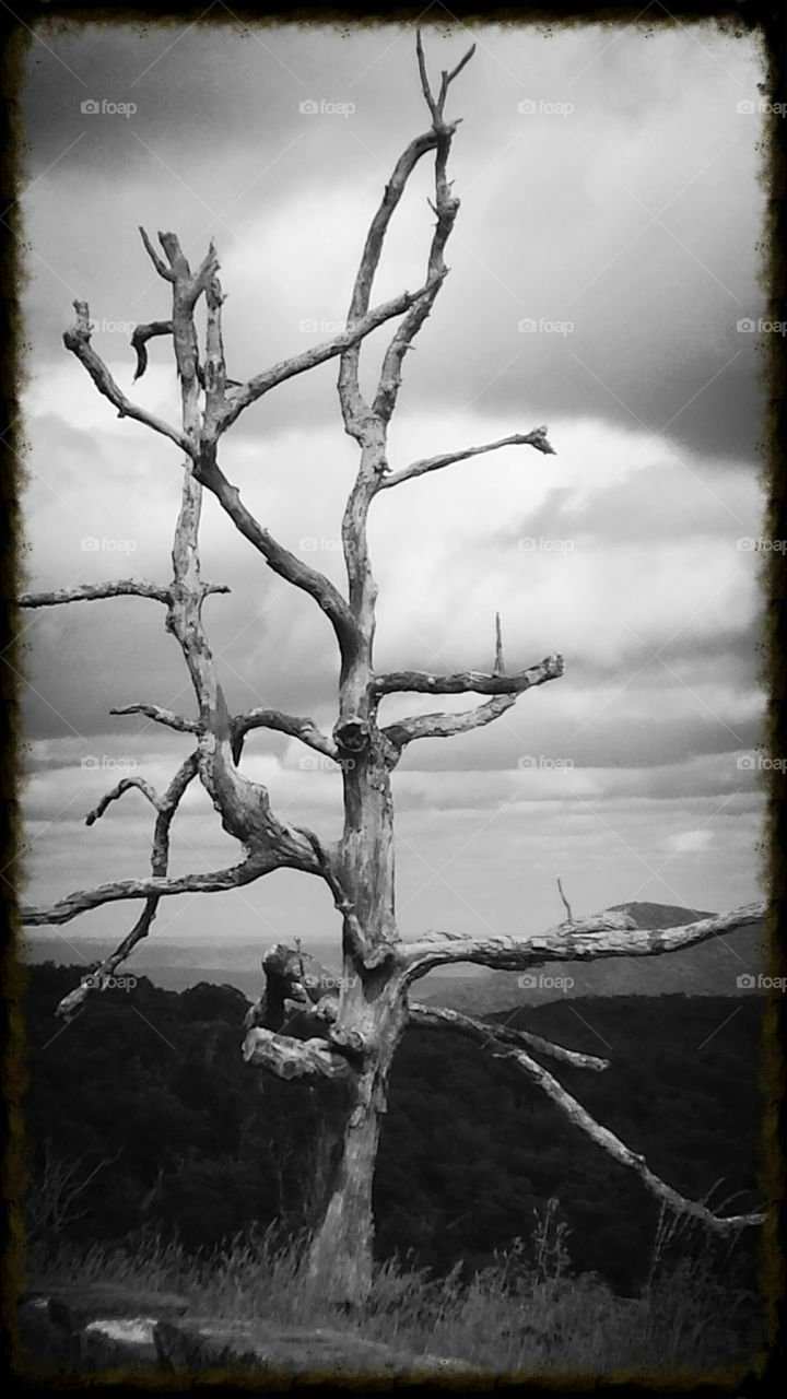 B&W tree in the mountains