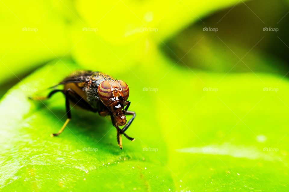 Common Fruit Fly in National Park Thailand 