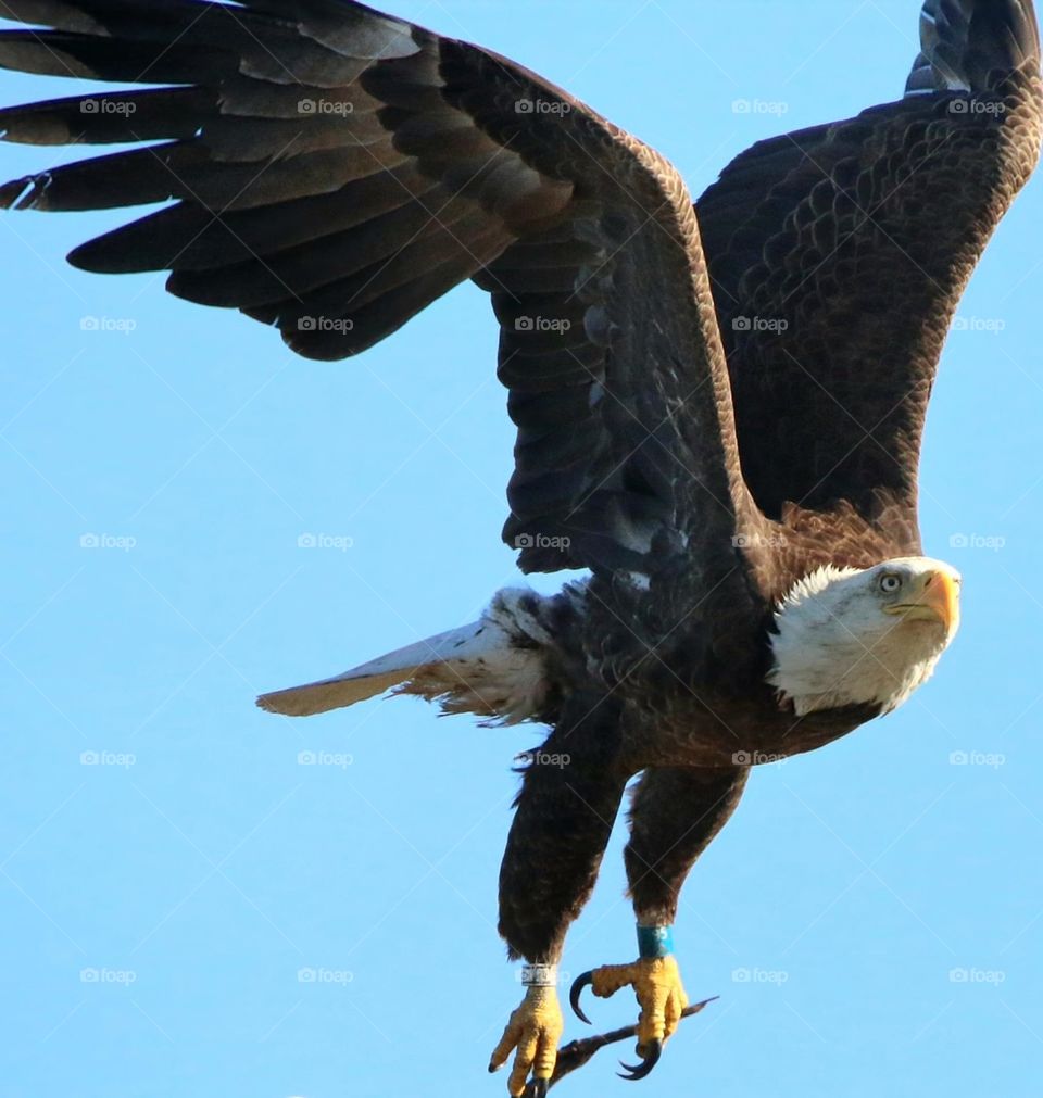A Bald Eagle in Flight
