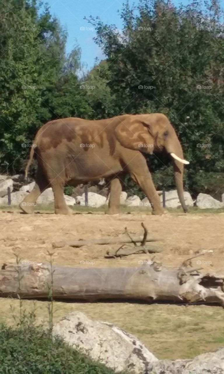 Elephant