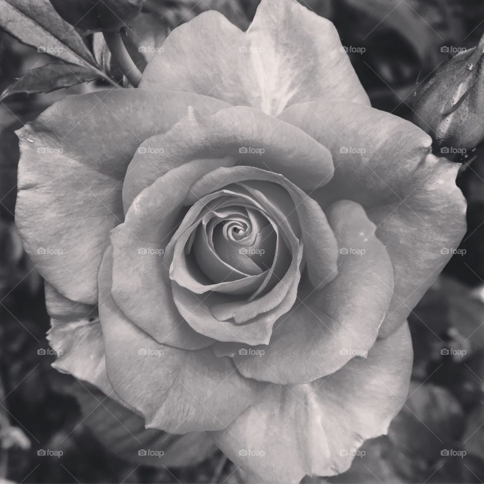 La Rose