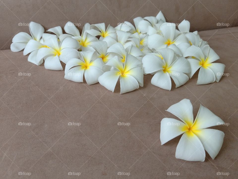 Beautiful Plumeria