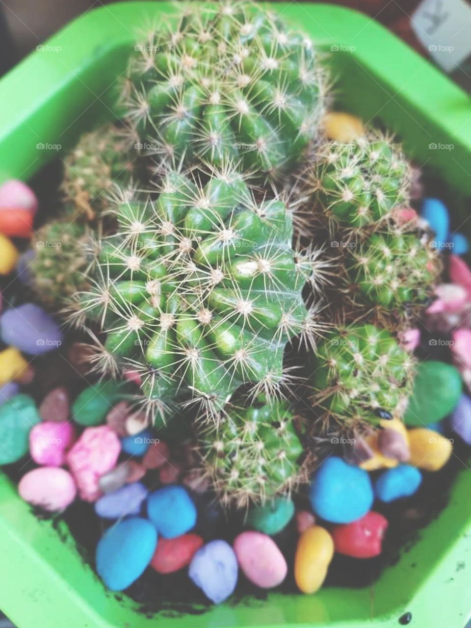 I love Cactus
