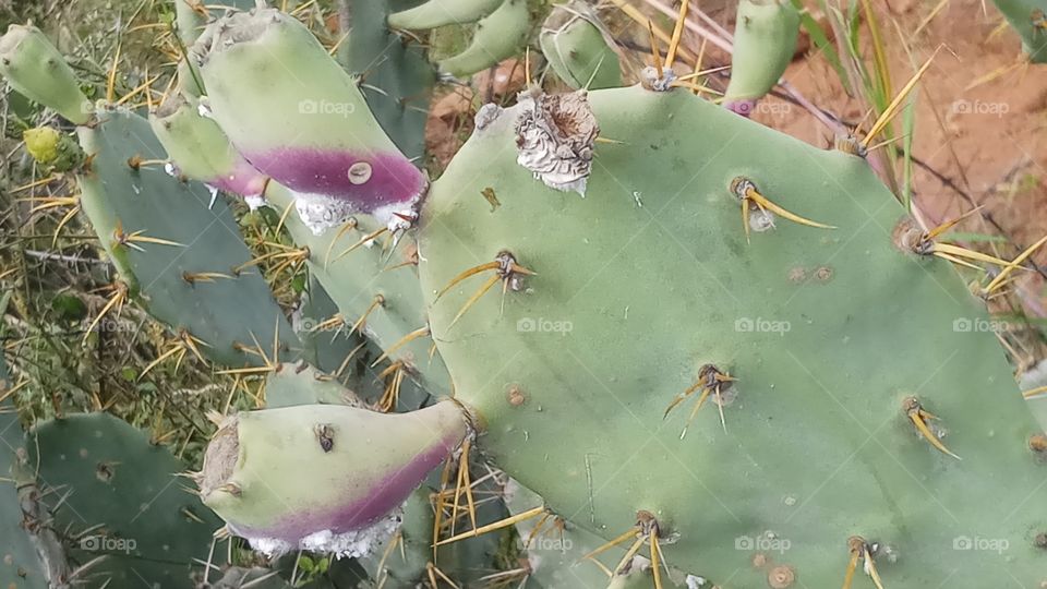 This froot is very very tasty and healthy