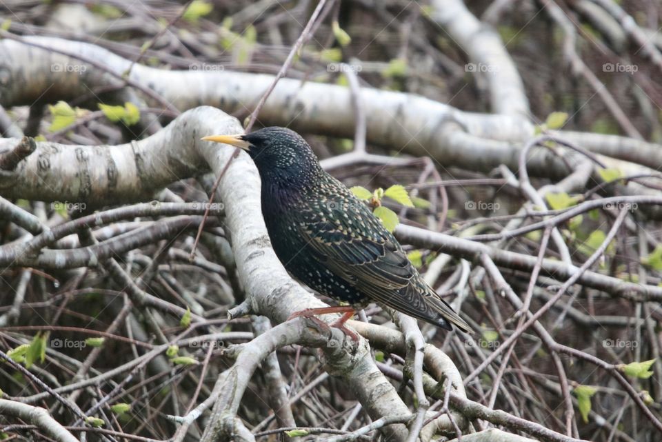 Starling on the branch 