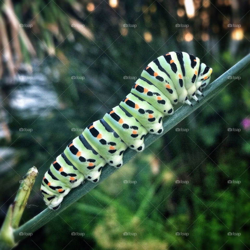 green macro color butterfly by benjaminet