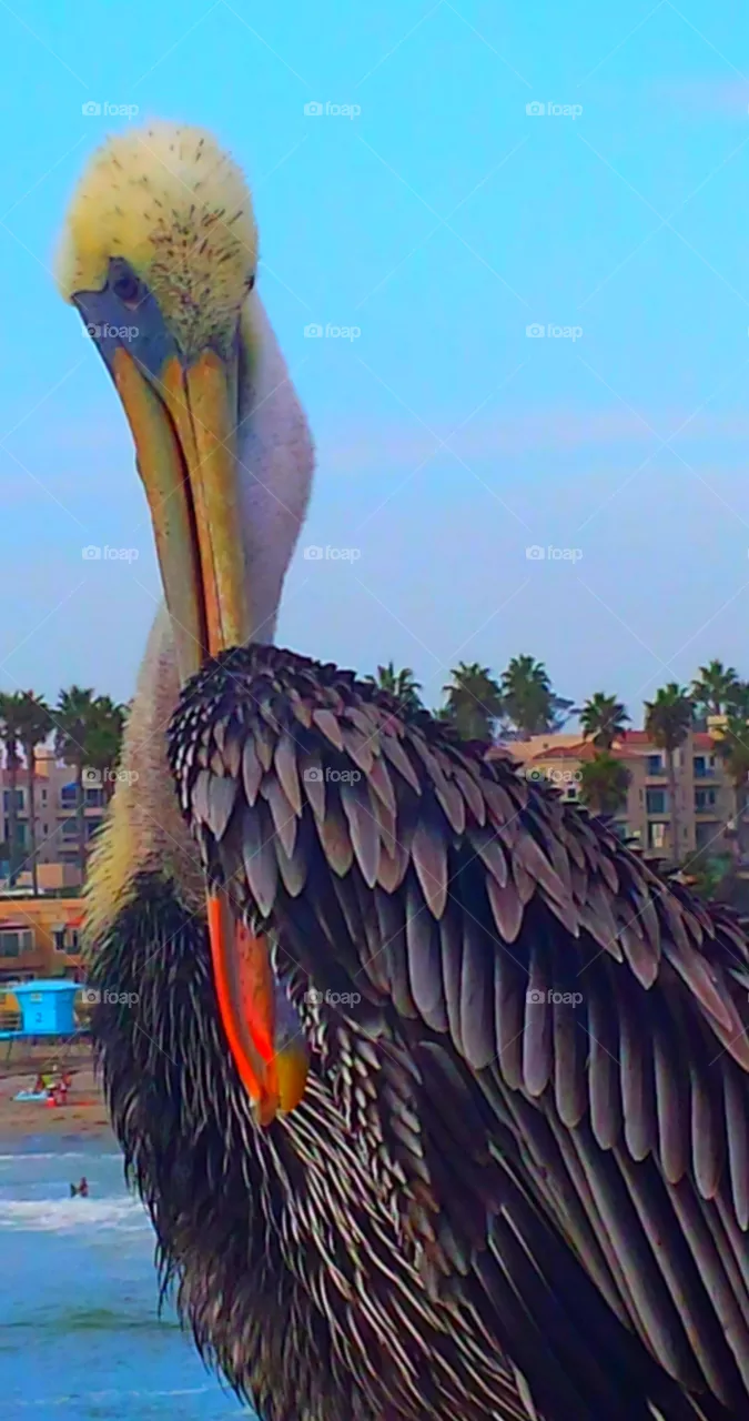 "Pelican"