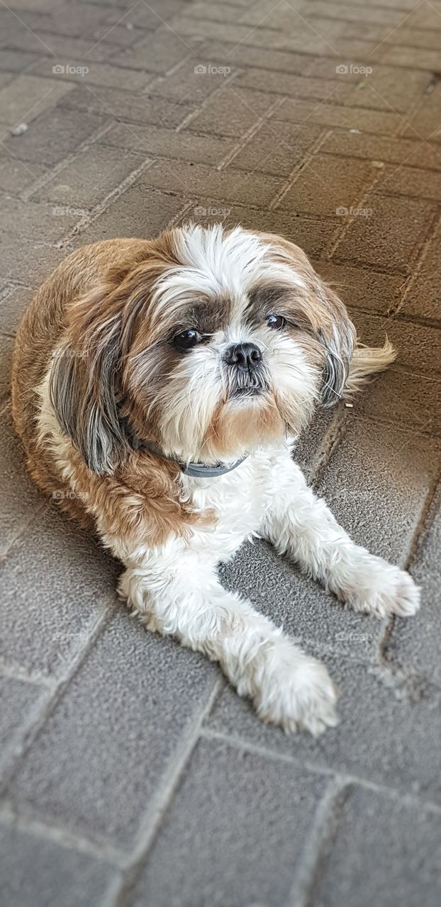 My Shihtzu Dog Gizmo