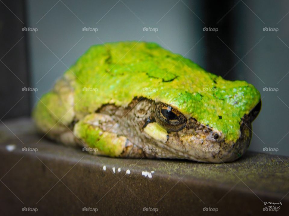 Cold Tree Frog