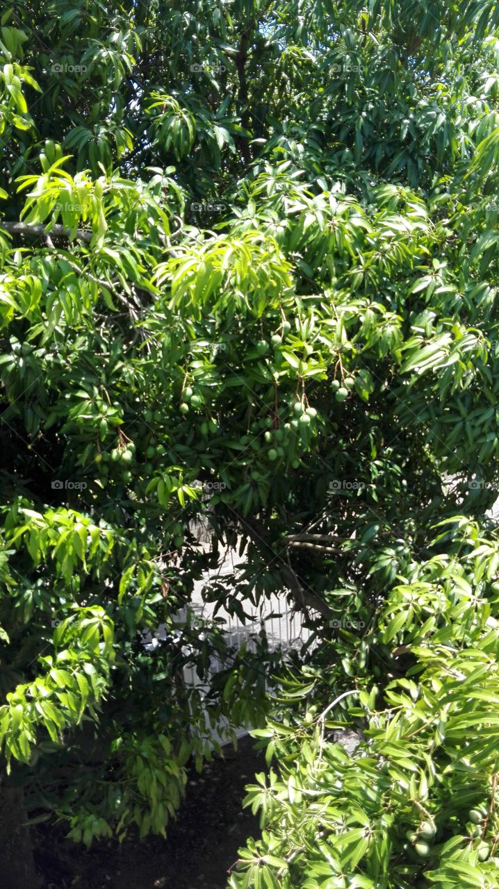 mango tree