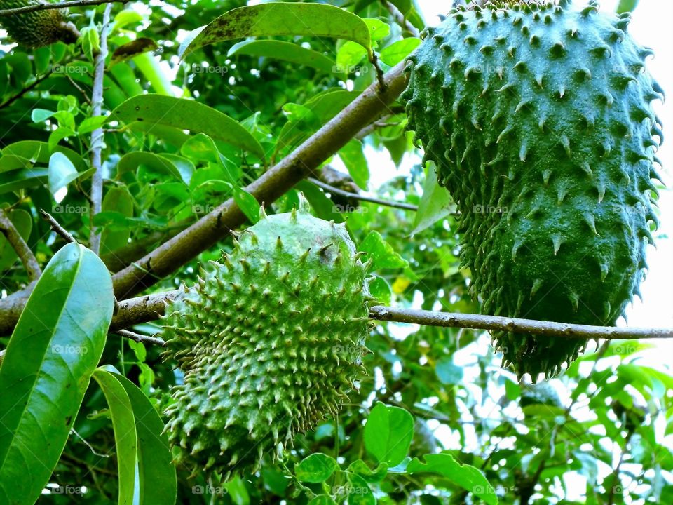 Soursop On Tree