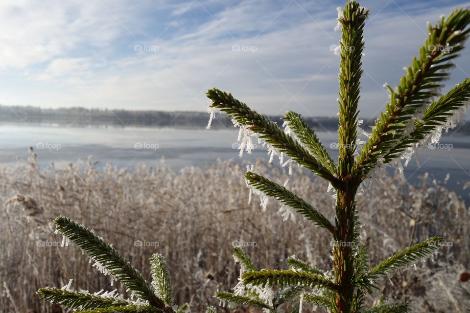 Frost on plant at day