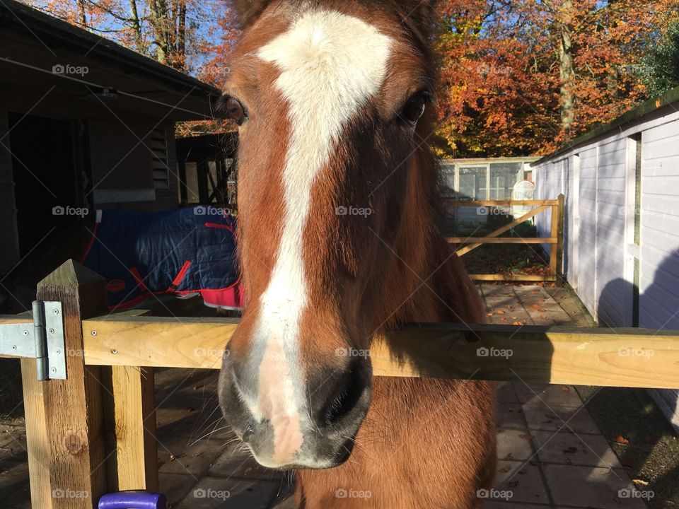 Horse, at the Lord Whiskey animal sanctuary