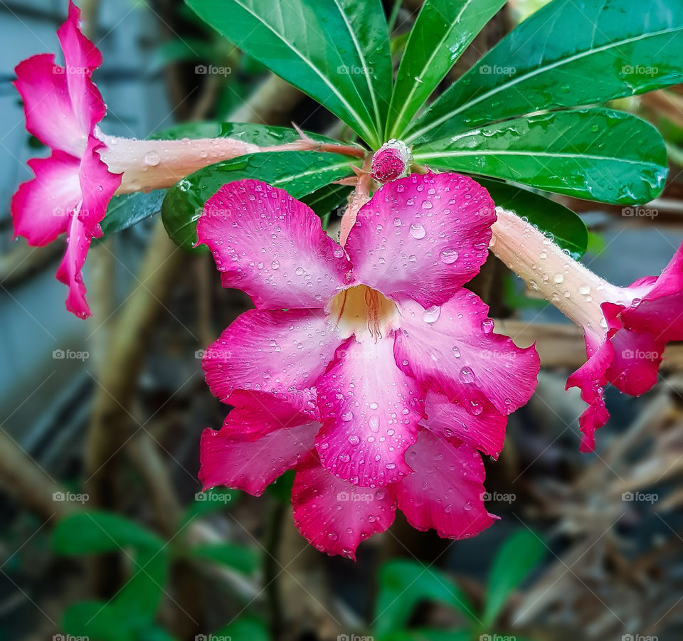 Azalia flower