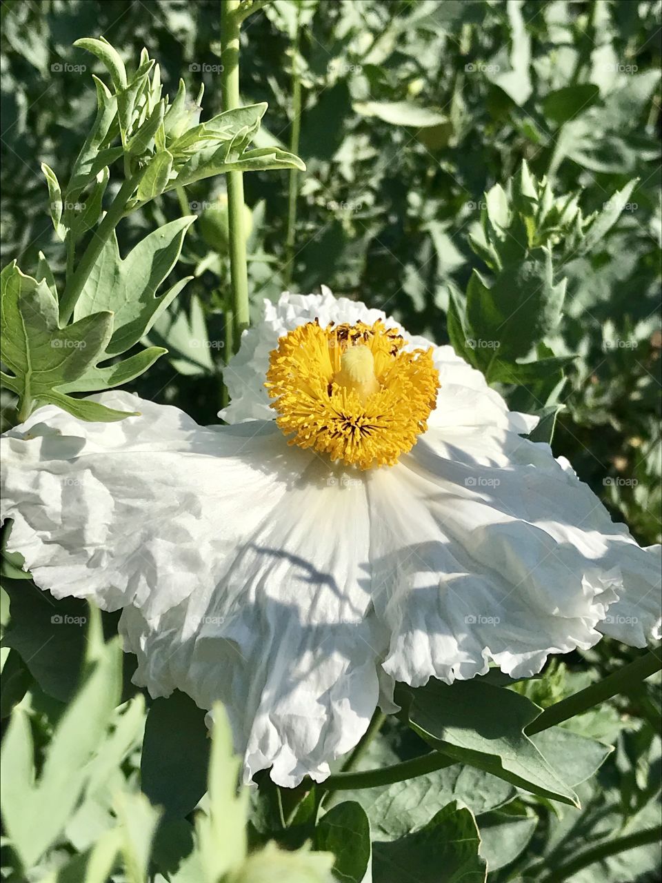 Matilija aka Fried Egg Poppy 